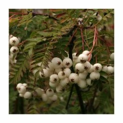 Sorbus vilmorinii | Rowan Tree | 12L Pot | 150-180cm | By Frank P Matthews -June Plants Sales Store TR020412L add image 3 a910