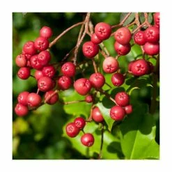 Sorbus vilmorinii | Rowan Tree | 12L Pot | 150-180cm | By Frank P Matthews -June Plants Sales Store TR020412L add image 4 8e2c