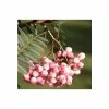 Sorbus vilmorinii | Rowan Tree | 12L Pot | 150-180cm | By Frank P Matthews -June Plants Sales Store TR020412L main image e0eb