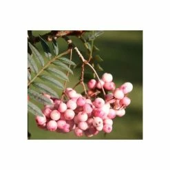 Sorbus vilmorinii | Rowan Tree | 12L Pot | 150-180cm | By Frank P Matthews