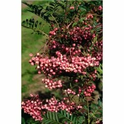 Sorbus vilmorinii | Rowan Tree 10 Sorbus vilmorinii | Rowan Tree -June Plants Sales Store TR02049L add image 1 7a0c
