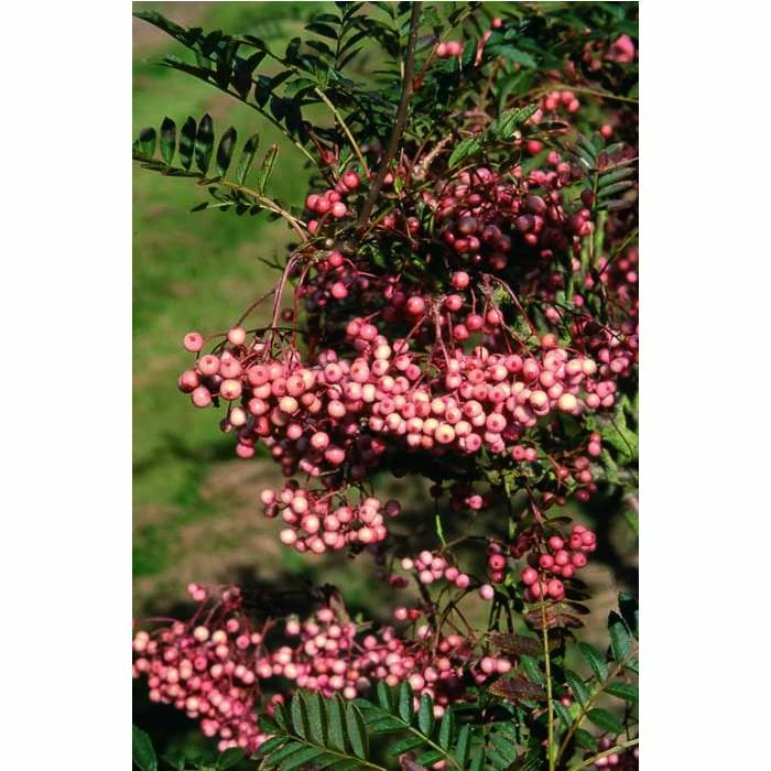 Sorbus vilmorinii | Rowan Tree 5 Sorbus vilmorinii | Rowan Tree - Image 3