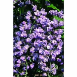 2-3ft Wisteria Floribunda 'Black Dragon' | 'Kokuryu' | 3L Pot 9 2-3ft Wisteria Floribunda 'Black Dragon' | 'Kokuryu' | 3L Pot -June Plants Sales Store TR0335 add image 2 0137