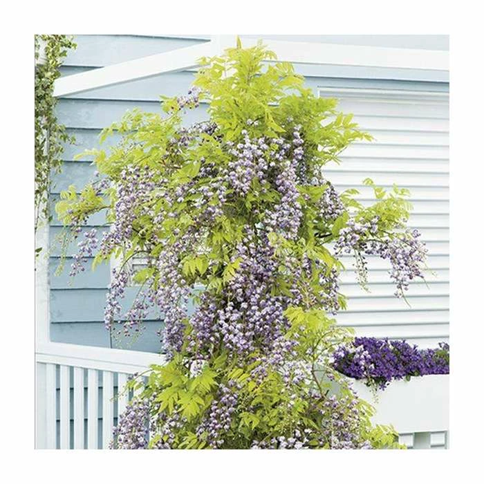 2-3ft Wisteria Floribunda 'Black Dragon' | 'Kokuryu' | 3L Pot 3 2-3ft Wisteria Floribunda 'Black Dragon' | 'Kokuryu' | 3L Pot