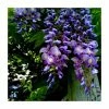 2-3ft Wisteria 'Lavender Lace' | 3L Pot -June Plants Sales Store TR0336 main image 5c31