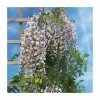 2-3ft Wisteria floribunda 'Lipstick' | 3L Pot 1 2-3ft Wisteria floribunda 'Lipstick' | 3L Pot -June Plants Sales Store TR0337 main image 587a