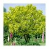 Catalpa bignonioides 'Aurea | Golden Indian Bean Tree | 9L Pot | 120-150cm -June Plants Sales Store TR0494 main image 5d71