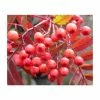Sorbus 'Eastern Promise' | Rowan Tree | 12L Pot | 150-180cm | By Frank P Matthews -June Plants Sales Store TR050512L main image af38