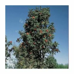 Sorbus × thuringiaca 'Fastigiata' | Bare Root | 120-150cm -June Plants Sales Store TR0506 add image 1 4172