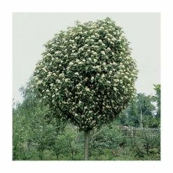 Sorbus × thuringiaca 'Fastigiata' | Bare Root | 120-150cm -June Plants Sales Store TR0506 add image 2 ed73