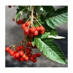 Sorbus × thuringiaca 'Fastigiata' | Bare Root | 120-150cm -June Plants Sales Store TR0506 add image 3 759e