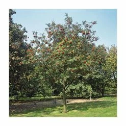 Sorbus aucuparia | Mountain Ash Rowan Tree | 12L | 150-180cm | By Frank P Matthews -June Plants Sales Store TR050712L add image 1 2843