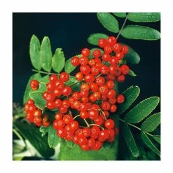 Sorbus aucuparia | Mountain Ash Rowan Tree | 12L | 150-180cm | By Frank P Matthews -June Plants Sales Store TR050712L add image 2 eb75