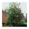 Sorbus aucuparia | Mountain Ash Rowan Tree | 12L | 150-180cm | By Frank P Matthews 1 Sorbus aucuparia | Mountain Ash Rowan Tree | 12L | 150-180cm | By Frank P Matthews -June Plants Sales Store TR050712L main image d21a