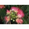 Albizia julibrissin ombrella ('Boubri') (PBR) | Silk Tree | 12L Pot | 150-180cm | By Frank P Matthews -June Plants Sales Store TR1166 main image 7f77