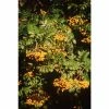 Sorbus 'Wisley Gold' | Rowan Tree -June Plants Sales Store TR1224 main image 23ed