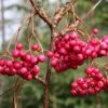5ft Sorbus vilmorinii 'Pink Charm' | 12L Pot | By Frank P Matthews™ -June Plants Sales Store TR1244 main image d382