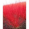 0.6-1.6ft Red Stemmed Dogwood | Bare Root | Cornus Alba -June Plants Sales Store TR1307 main image e3f0