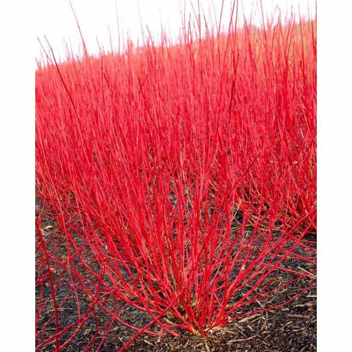 0.6-1.6ft Red Stemmed Dogwood | Bare Root | Cornus Alba 3 0.6-1.6ft Red Stemmed Dogwood | Bare Root | Cornus Alba