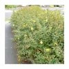 0.6-1.6ft St John's Wort | Bare Root | Hypericum Inodorum 1 0.6-1.6ft St John's Wort | Bare Root | Hypericum Inodorum -June Plants Sales Store TR1310 main image 5735