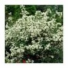 0.6-1.6ft Mock Orange | Bare Root | Philadelphus Virginal -June Plants Sales Store TR1312 main image cdf6