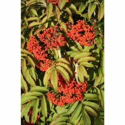 Sorbus sargentiana | Rowan Tree | 12L Pot | 150-180cm | By Frank P Matthews 8 Sorbus sargentiana | Rowan Tree | 12L Pot | 150-180cm | By Frank P Matthews -June Plants Sales Store TR1403 add image 1 e2eb