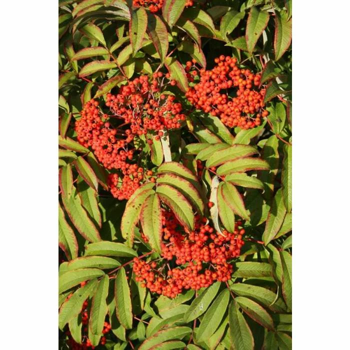 Sorbus sargentiana | Rowan Tree | 12L Pot | 150-180cm | By Frank P Matthews 5 Sorbus sargentiana | Rowan Tree | 12L Pot | 150-180cm | By Frank P Matthews - Image 3