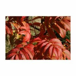 Sorbus sargentiana | Rowan Tree | 12L Pot | 150-180cm | By Frank P Matthews 9 Sorbus sargentiana | Rowan Tree | 12L Pot | 150-180cm | By Frank P Matthews -June Plants Sales Store TR1403 add image 2 a153