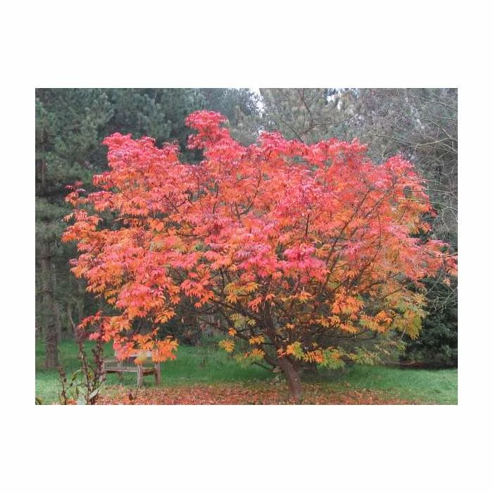 Sorbus sargentiana | Rowan Tree | 12L Pot | 150-180cm | By Frank P Matthews 3 Sorbus sargentiana | Rowan Tree | 12L Pot | 150-180cm | By Frank P Matthews