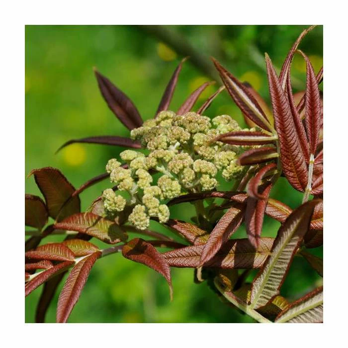 Sorbus sargentiana | Rowan Tree | 12L Pot | 150-180cm | By Frank P Matthews 4 Sorbus sargentiana | Rowan Tree | 12L Pot | 150-180cm | By Frank P Matthews - Image 2