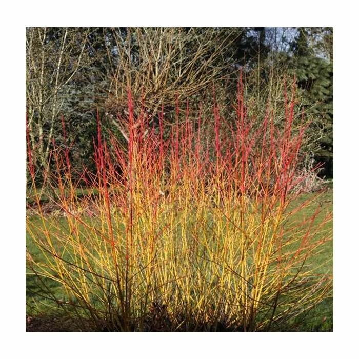 Cornus sanguinea 'Midwinter Fire' | Doogwood | 7L Pot | 120-150cm | By Frank P Matthews 3 Cornus sanguinea 'Midwinter Fire' | Doogwood | 7L Pot | 120-150cm | By Frank P Matthews