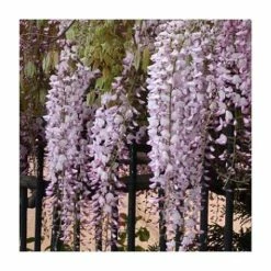 3ft Wisteria 'Hon-beni' | 7L Pot | Wisteria floribunda 'Hon-beni' -June Plants Sales Store TR1444 add image 1 6861