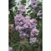 4ft 'Katherine Havemeyer' Lilac | 7L Pot | Syringa vul 'Katherine Havemeyer' | By Frank P Matthews™