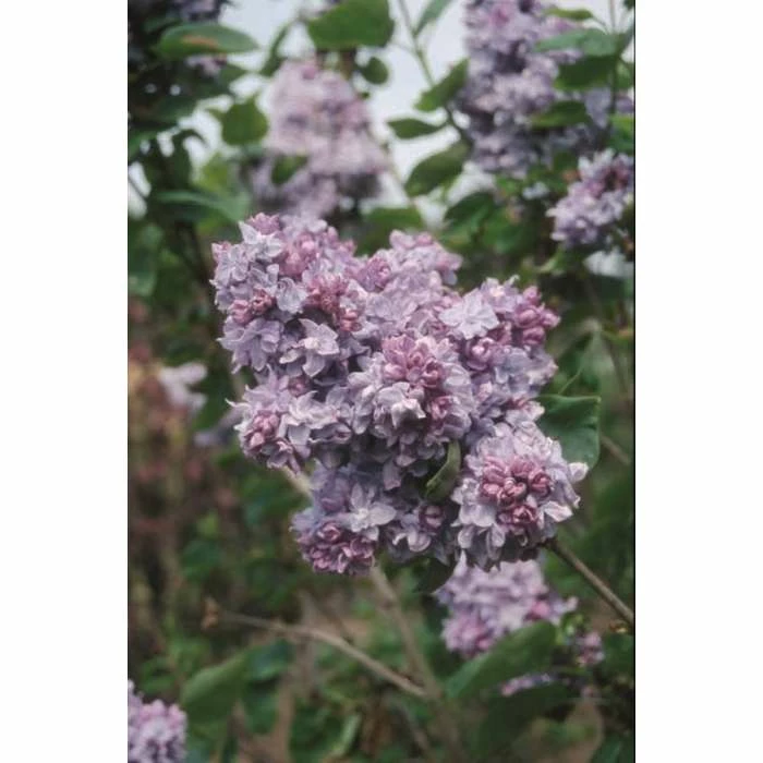 4ft 'Katherine Havemeyer' Lilac | 7L Pot | Syringa vul 'Katherine Havemeyer' | By Frank P Matthews™ 3 4ft 'Katherine Havemeyer' Lilac | 7L Pot | Syringa vul 'Katherine Havemeyer' | By Frank P Matthews™