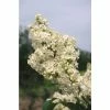 4ft 'Primrose' Lilac | 7L Pot | Syringa vul 'Primrose' | By Frank P Matthews™ 1 4ft 'Primrose' Lilac | 7L Pot | Syringa vul 'Primrose' | By Frank P Matthews™ -June Plants Sales Store TR1448 main image 71e2