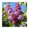 4ft 'Prince Wolkonsky' Lilac | 7L Pot | Syringa vul 'Prince Wolkonsky' | By Frank P Matthews™ -June Plants Sales Store TR1452 main image 152a