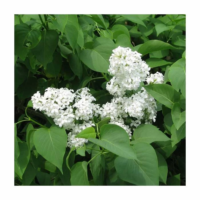4ft 'Madame Lemoine' Lilac | 7L Pot | Syringa vul 'Madame Lemoine' | By Frank P Matthews™ 3 4ft 'Madame Lemoine' Lilac | 7L Pot | Syringa vul 'Madame Lemoine' | By Frank P Matthews™