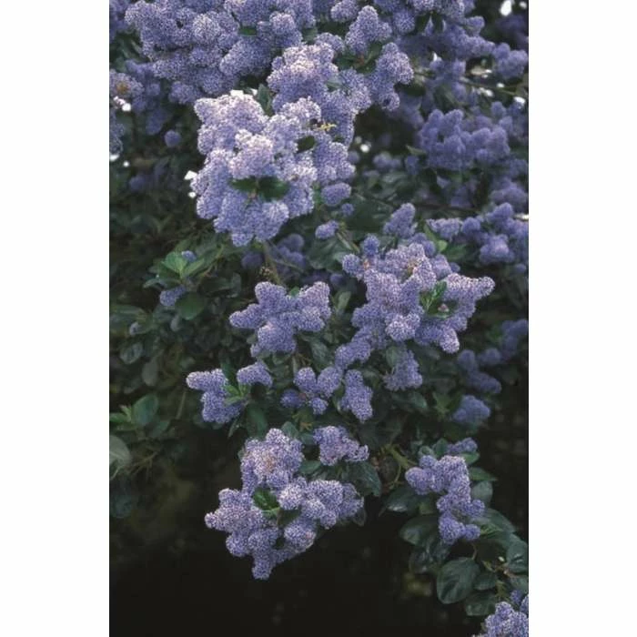 Ceanothus 'Trewithen Blue' | Californian Lilac Tree | 150-180cm | By Frank P Matthews 3 Ceanothus 'Trewithen Blue' | Californian Lilac Tree | 150-180cm | By Frank P Matthews