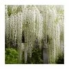 6ft Wisteria 'Snow Showers' | 7L Pot | Wisteria floribunda 'Shiro-noda' 1 6ft Wisteria 'Snow Showers' | 7L Pot | Wisteria floribunda 'Shiro-noda' -June Plants Sales Store TR1463 main image 30f9