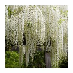 6ft Wisteria 'Snow Showers' | 7L Pot | Wisteria floribunda 'Shiro-noda'