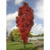 Sorbus 'Autumn Spire' | Rowan Tree -June Plants Sales Store TR87608 main image b3a7