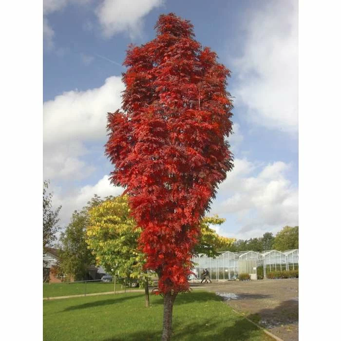 Sorbus 'Autumn Spire' | Rowan Tree 2 Sorbus 'Autumn Spire' | Rowan Tree