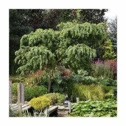 Robinia pseudoacacia 'Lace Lady' (PBR) | 12L Pot | Top Worked at 80cm | 120-150cm | By Frank P Matthews