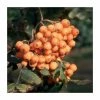 Sorbus 'Croft Coral' | Rowan Tree | 12L Pot | 150-180cm | By Frank P Matthews 2 Sorbus 'Croft Coral' | Rowan Tree | 12L Pot | 150-180cm | By Frank P Matthews -June Plants Sales Store TR9031 main image 890f