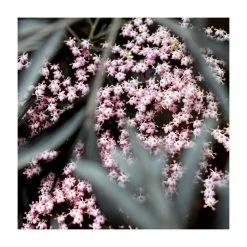 Sambucus nigra Black Beauty | 12L Pot | 150-180cm | By Frank P Matthews