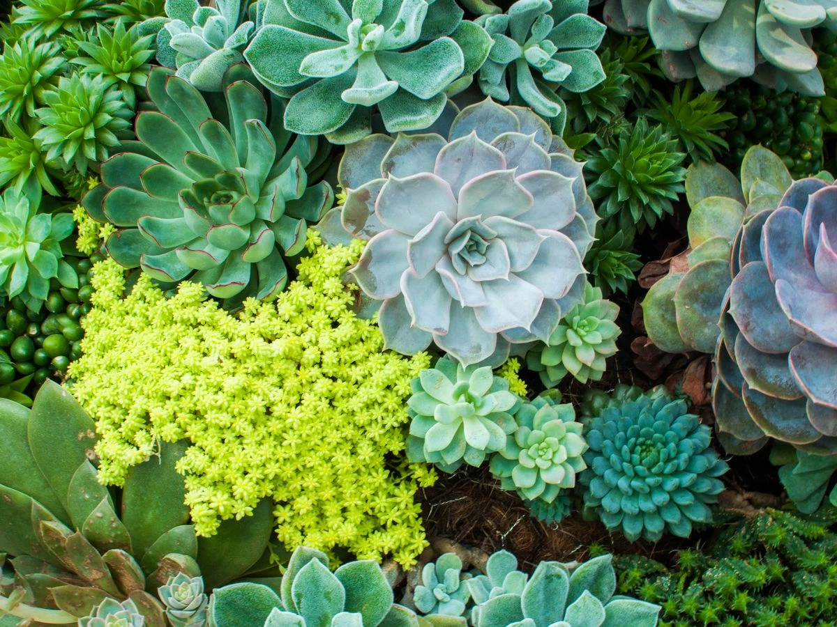 June Plants Sales Store 11 June Plants Sales Store -June Plants Sales Store high angle view of variety of succulent plants royalty free image 1584462052